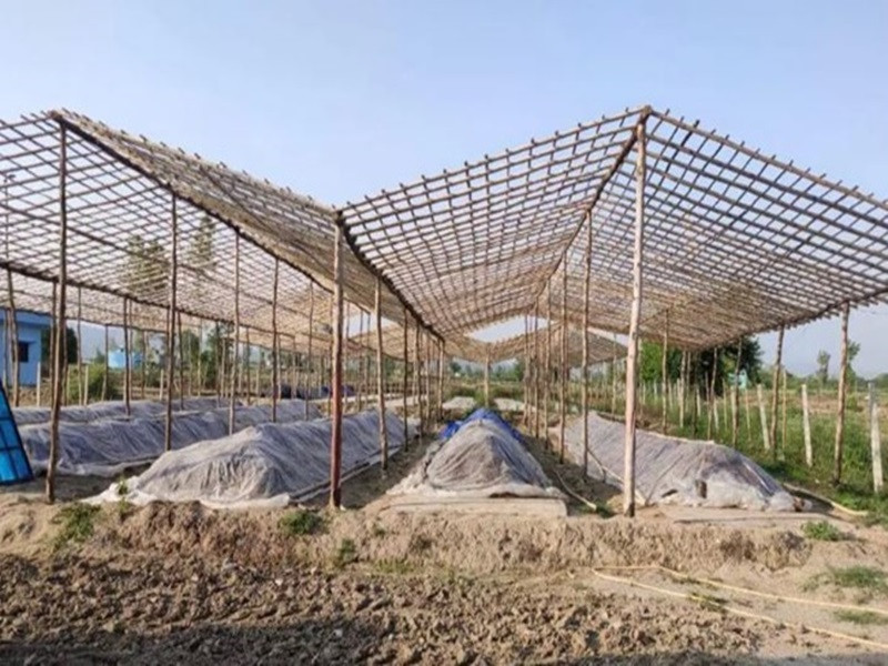 Tháng 1/2021, anh Satinder làm 2 căn nhà bằng tre để làm nơi trồng nấm. Bên trong, anh lắp điều hòa để đảm bảo nhiệt độ phù hợp cho nấm phát triển.