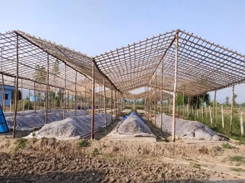 Tháng 1/2021, anh Satinder làm 2 căn nhà bằng tre để làm nơi trồng nấm. Bên trong, anh lắp điều hòa để đảm bảo nhiệt độ phù hợp cho nấm phát triển.