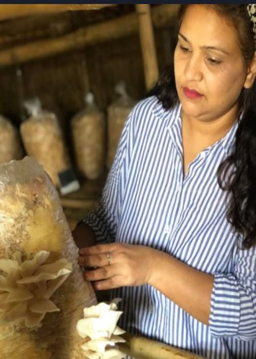 Nấm được trồng trong quy trình không hóa chất, nhiệt độ cần ổn định 18-19 độ C.