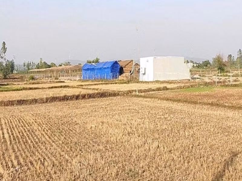 Tháng 3 -4/2021, 2 vợ chồng thu hoạch lứa nấm đầu tiên và thu được 60.000 Rupee (~19 triệu đồng).