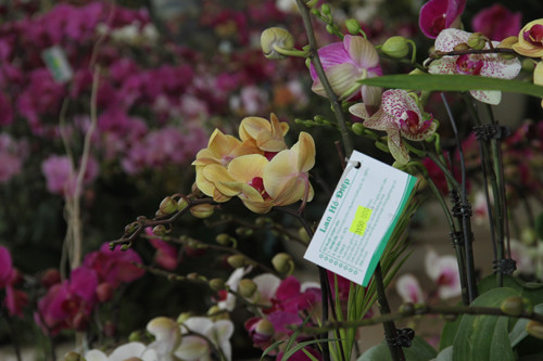 Nhung cach trong lan ho diep giup chung sieu de hoa