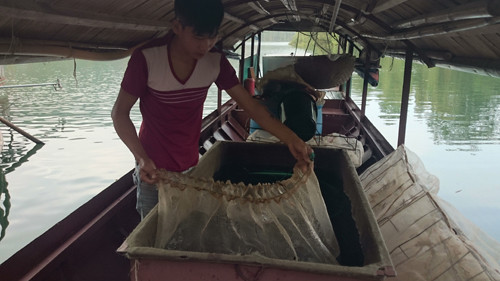 Thương lái Trần Văn Trường thu mua từ 60 - 100kg tôm/1 ngày.