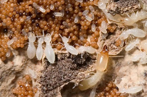 Kham pha thu vi ve vai tro moi tho trong to moi