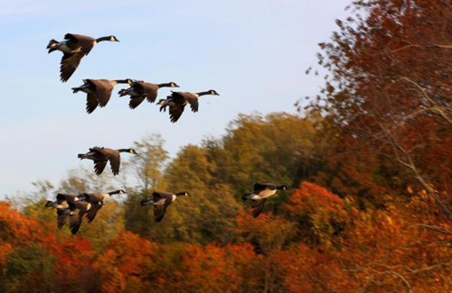 Ly giai nguyen nhan loai chim co tap tinh di cu