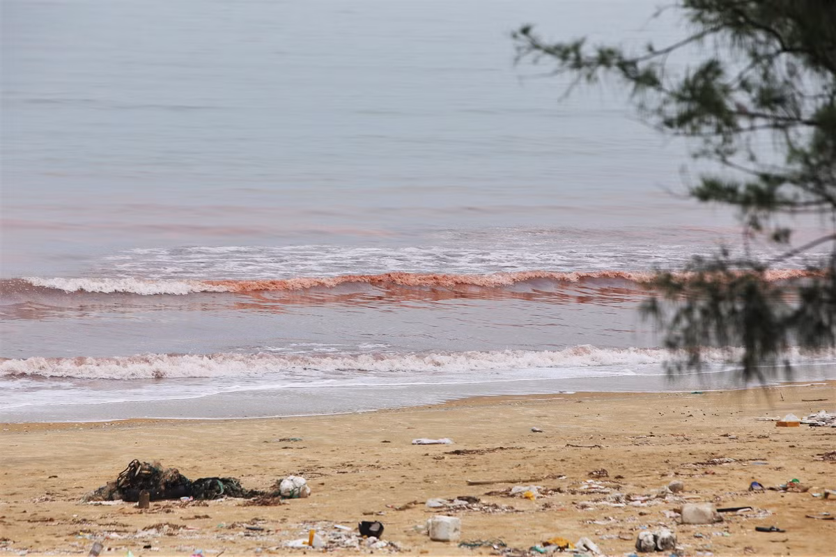 Một người dân xã Cẩm Nhượng cho hay: “Có thể do biển động, xuất hiện dông nên sóng cuốn tảo biển vào bờ. Đây là hiện tượng hiếm khi xuất hiện trên địa bàn xã, khiến người dân lo lắng…”.