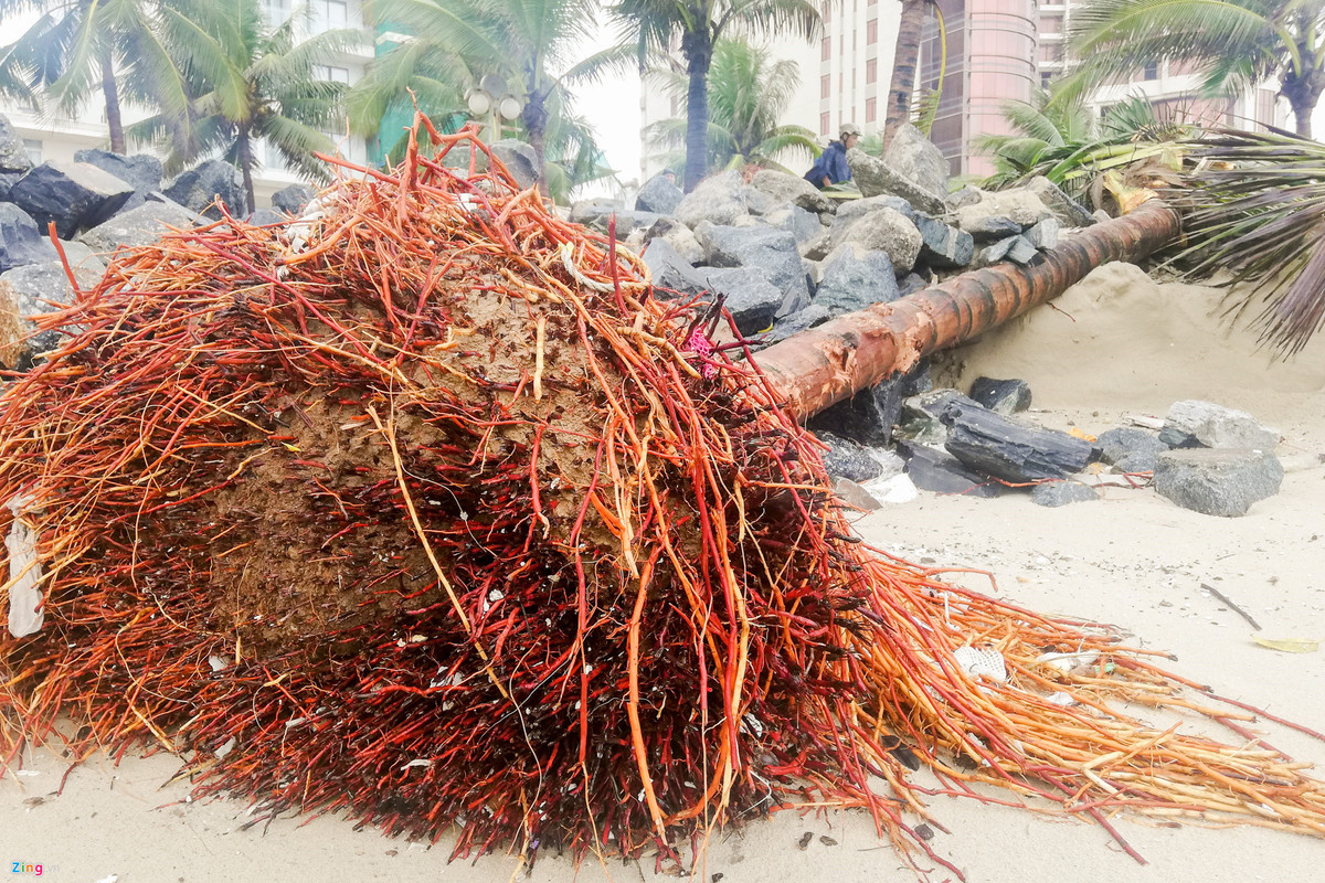 Rac ngap bai bien Da Nang sau mua lut-Hinh-8