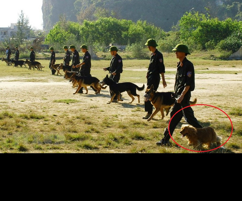 Ngược lại, khứu giác của Cocker lại trên Bergie và Labrador một bậc. Ngoài ra, ở nước ngoài giống chó nhỏ bé "đáng yêu" này cũng thường được sử dụng ở sân bay, nhà ga,... để tránh gây hoảng hốt cho nhiều người. Nguồn ảnh: Danviet.