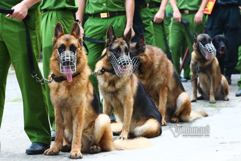 Bản thân giống chó Bergie do phổ biến và hung dữ nên cũng được rất nhiều người nuôi để giữ nhà. Tuy nhiên nếu xét về độ thông minh, những chú chó Bergie trong lực lượng thi hành công vụ luôn được coi là "nhất của nhất" vì phải trải qua quá trình tuyển chọn cực kỳ khắt khe. Nguồn ảnh: Vietnamnet.