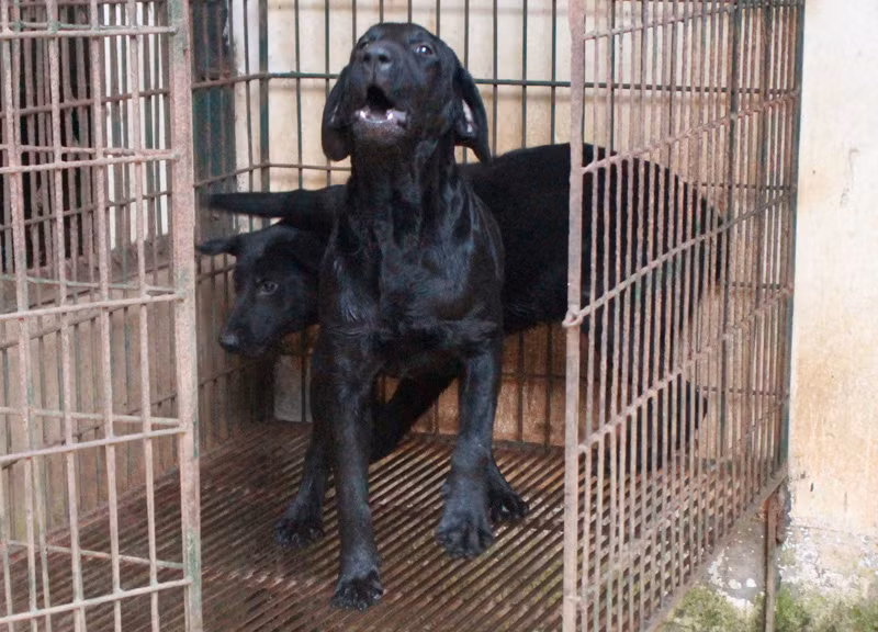 Một trong những giống chó được chúng ta tin dùng làm nhiệm vụ đánh hơi đó là Labrador. Về khả năng đánh hơi, giống chó này chỉ tương đương với Bergie nhưng chúng có bản tính sục sạo, thích "đào bới" nhiều hơn Bergie. Nguồn ảnh: Danviet.