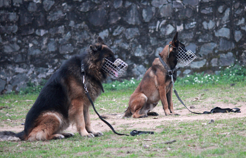 Nổi tiếng và phổ biến nhất trong lịch sử chó nghiệp vụ của lực lượng công an, cảnh sát Việt Nam chính là giống chó Bergie. Nguồn ảnh: Danviet.