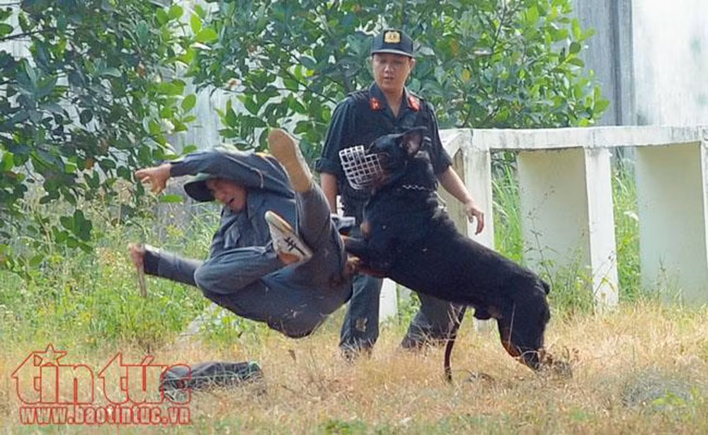 Xét về khứu giác, cả Bergie và Rottweiler đều là những giống chó có chiếc mũi rất thính. Tuy nhiên loại chó được cảnh sát Việt Nam tin dùng làm nhiệm vụ đánh hơi lại thường là giống chó nhỏ hơn, ít hung dữ hơn. Nguồn ảnh: Tintuc.