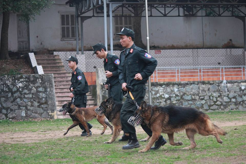 Hiện tại trong lực lượng ta đang có hai giống chó Bergie được sử dụng phổ biến đó là Bergie Đức và Bergie Bỉ. Nguồn ảnh: Danviet.