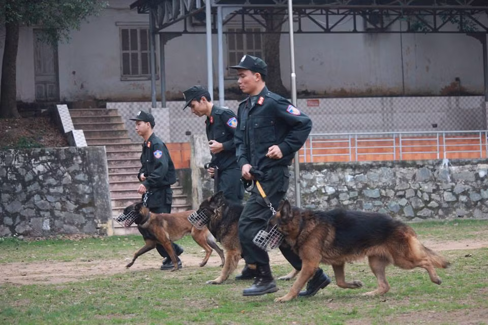 Hiện tại trong lực lượng ta đang có hai giống chó Bergie được sử dụng phổ biến đó là Bergie Đức và Bergie Bỉ. Nguồn ảnh: Danviet.