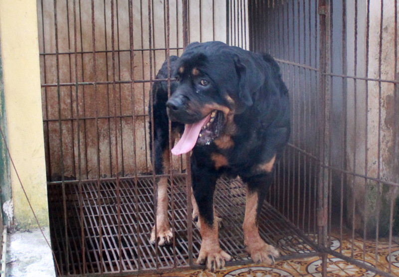 Ít dữ tợn hơn nhưng khi "xung trận" cũng không thua kém gì chó Bergie đó là giống Rottweiler. Đây là giống chó có ngoại hình còn lớn hơn cả Bergie, thông minh và biết nghe lời. Nguồn ảnh: Danviet.