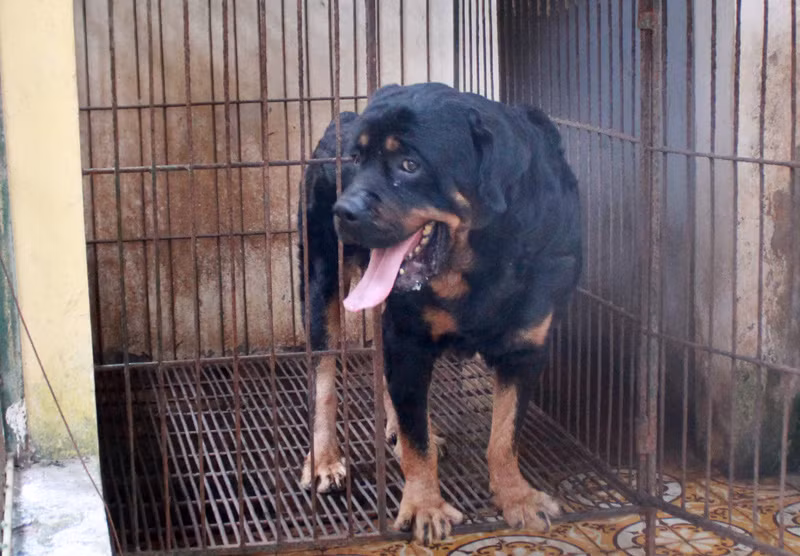 Ít dữ tợn hơn nhưng khi "xung trận" cũng không thua kém gì chó Bergie đó là giống Rottweiler. Đây là giống chó có ngoại hình còn lớn hơn cả Bergie, thông minh và biết nghe lời. Nguồn ảnh: Danviet.