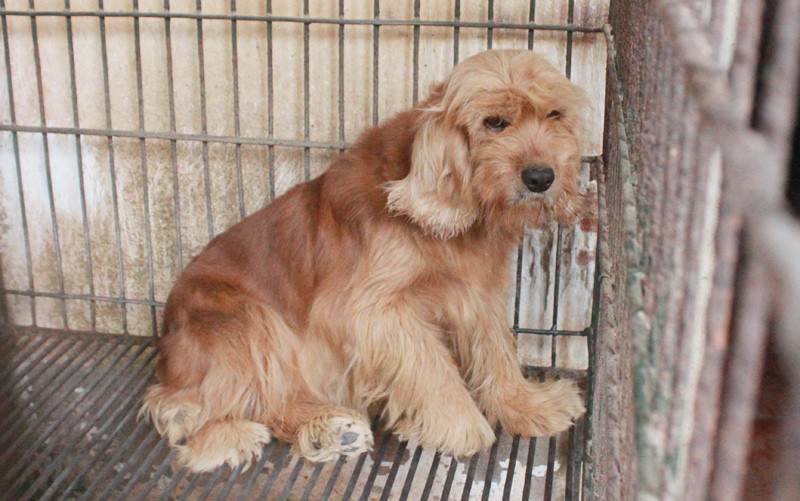 "Đáng yêu" nhất trong lực lượng cảnh sát phải kể đến giống chó Cocker. Về cơ bản loại chó này có kích thước chỉ như chó cảnh, nặng không quá 15 kg và không thể chiến đấu như những "đồng đội" khác của mình. Nguồn ảnh: Danviet.