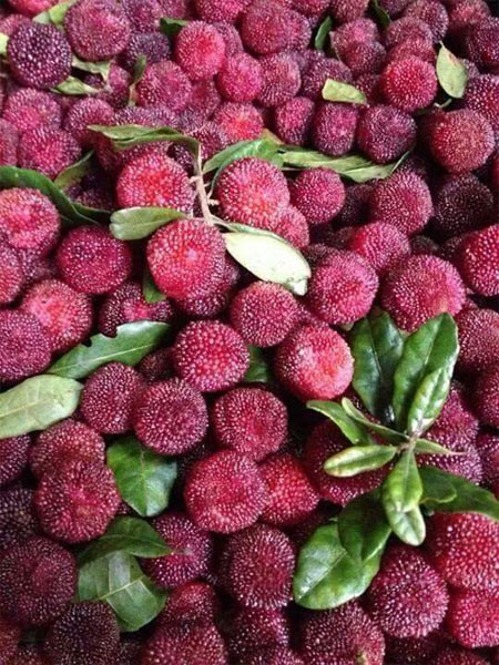 Sụ thạt vè quả thanh mai rùng khién bà nọi trọ yen tam-Hinh-7