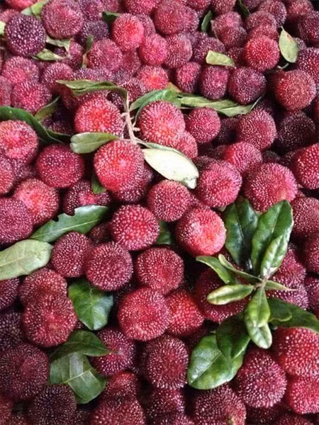 Cuốn “Những cây thuốc và vị thuốc Việt Nam” của GS Đỗ Tất Lợi có ghi quả thanh mai được dùng làm thuốc đầu tiên trong Khai Tống bản thảo sau đến Bản thảo cương mục. Tài liệu cổ ghi loại quả này có vị chua, ngọt, tính bình, có tác dụng lý khí, tán ứ, thanh thấp nhiệt. Quả phơi khô được dùng để chữa rối loạn tiêu hóa, tiêu chảy, lỵ, các bệnh về da bằng cách dùng vỏ khô sắc với nước uống trong ngày. Thân hoặc vỏ rễ được dùng sắc nước rửa nơi bị ngứa chữa lở ngứa.