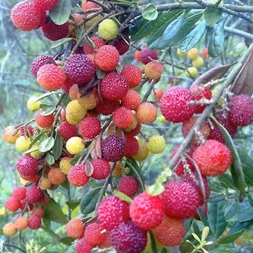 Người dân nếu chẳng may nuốt phải cũng không gây hại cơ thể bởi bản thân các ấu trùng không có độc. Người dân khi chọn mua hoa quả nên cẩn thận, không nên chọn những quả quá mềm hoặc đã dập nẫu. Muốn loại bỏ những ấu trùng có trong quả, chỉ cần ngâm trong nước sạch hoặc nước muối là chúng sẽ tự chui ra.