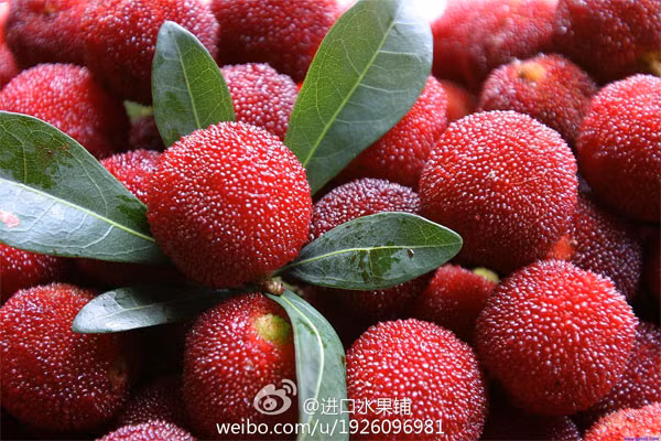 Sụ thạt vè quả thanh mai rùng khién bà nọi trọ yen tam-Hinh-8