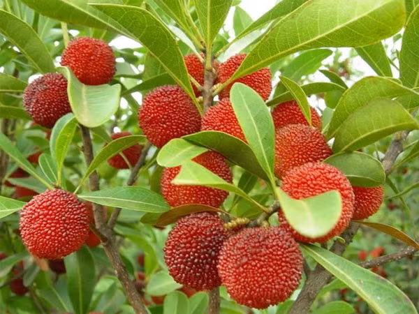 Sụ thạt vè quả thanh mai rùng khién bà nọi trọ yen tam