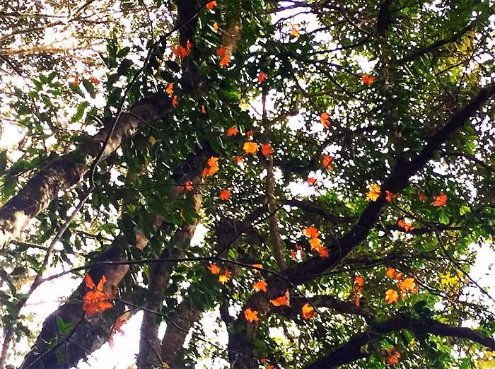 Tuy lá phong đỏ ở Pha Luông không dày đặc như ở nước ngoài nhưng được nhìn những tán phong đỏ dưới bầu trời xanh thẳm là một trải nghiệm vô cùng thú vị đối với dân phượt.