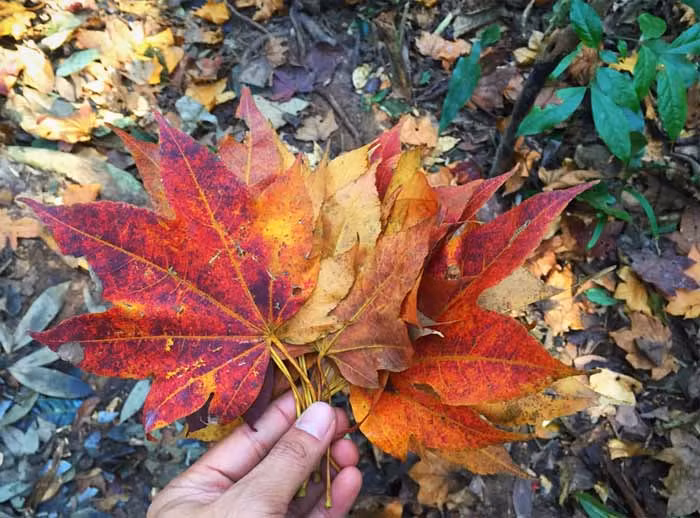 Những chiếc lá phong mang sắc đỏ đầy ấn tượng được dân phượt nhặt mang về làm kỷ niệm hay tặng bạn bè.