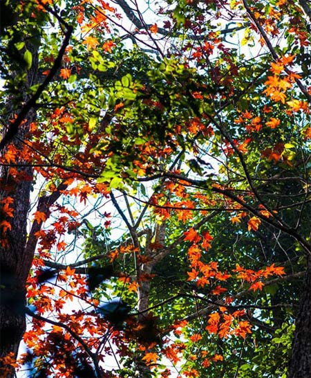 Đến Pha Luông, bạn không chỉ được đắm mình trong những áng mây bồng bềnh mà còn nhận được niềm hân hoan và vui sướng khi tận mắt nhìn những cây phong rực rỡ tỏa sắc một góc rừng.