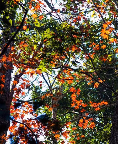 Đến Pha Luông, bạn không chỉ được đắm mình trong những áng mây bồng bềnh mà còn nhận được niềm hân hoan và vui sướng khi tận mắt nhìn những cây phong rực rỡ tỏa sắc một góc rừng.