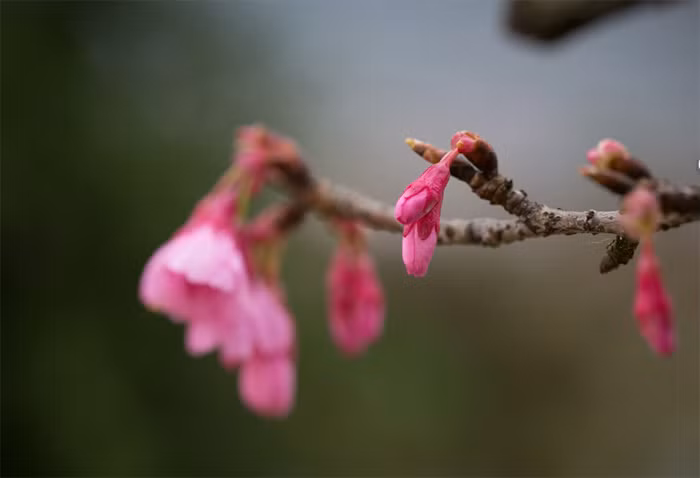 Hoa anh đào khá giống với hoa đào của người Việt và nó cũng nở rộ mỗi khi xuân về, thường trước dịp Tết Nguyên đán khoảng 1 tháng.