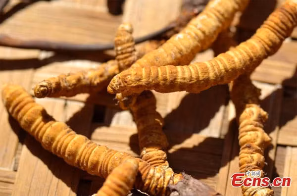 Cạn cảnh phó Tay Tạng bán dong trùng hạ thảo nhu bán rau-Hinh-7