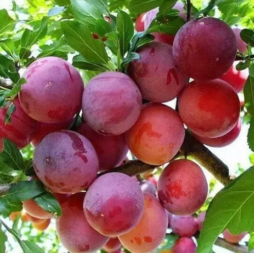 Sẽ là quá nhiều nếu bạn ăn trên 10 quả mận mỗi ngày. Mận tính nóng, cũng sẽ dễ gây nổi mụn, nhất là những người cơ địa dị ứng.