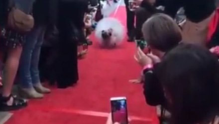 Chó mạc váy cuói giá 40 triẹu dòng