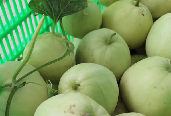 Hãy ngửi quả dưa từ phía đáy, dưa càng thơm thì càng ngon. Dưa không có mùi thơm thường rất nhạt, và không giòn.