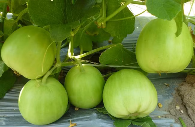 Dưa lê rất có lợi cho người thích giảm béo, người cao huyết áp, hay cảm cúm. Nó cũng làm tăng mật độ xương, ngăn chuột rút, hỗ trợ loại trừ giun sán...