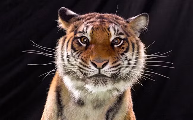 Khách hàng của khách sạn The Setai ở Miami yêu cầu khách sạn chuyển một con hổ tới London trong vòng 2 ngày. Vị khách người Anh này phải lòng một người phụ nữ địa phương, nhưng cô nàng chỉ đồng ý chuyển đến London với anh nếu cô mang theo chú hổ con của mình.