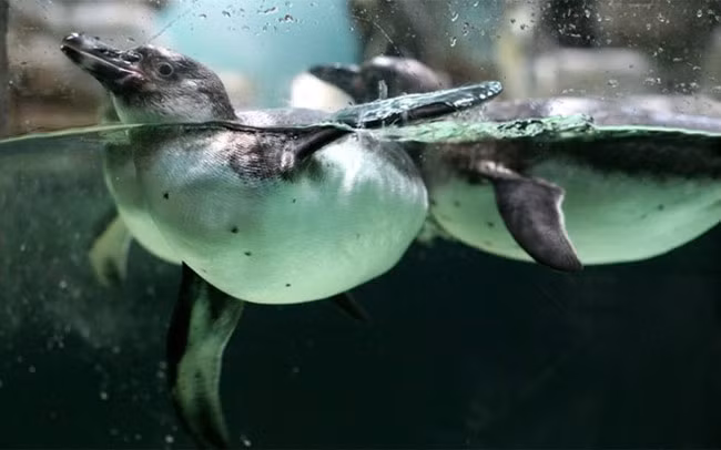 Kinh nghiệm của Lauri Howe làm việc tại khách sạn Seaport Boston: “Yêu cầu đáng nhớ nhất đối với chúng tôi là khi một vị khách cần 9 kg đá cho lũ chim cánh cụt của ông ta. Những con chim cánh cụt này thuộc triển lãm Boston Globe Travel. Khi nào không phải ra triển lãm thì chúng ở trong bồn tắm. 9 kg đá thực ra không nhiều nhặn gì, và chúng tôi có rất nhiều máy làm đá ở khách sạn, vì vậy chúng tôi mang 4 bao đá đến cho chúng”. 