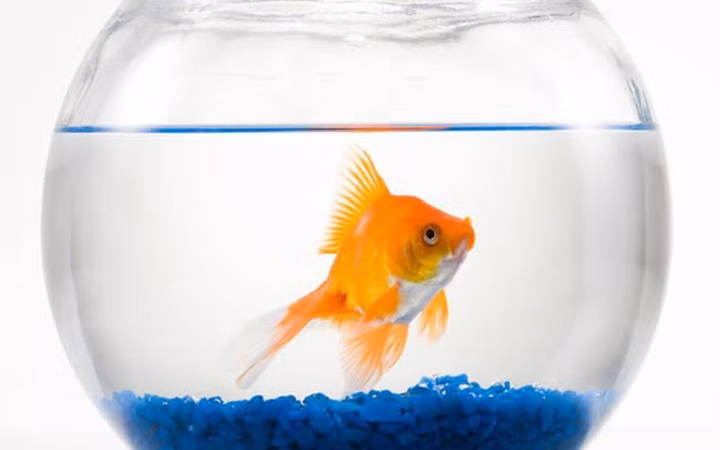 Hugo de Castro, người tiếp đón khách tại khách sạn Grand Jersey ở St Helier chia sẻ: “Có một phụ nữ sống ở Nam Phi, năm nào cũng đến ở khách sạn của chúng tôi. Bà ấy rất thích cá và các loại bể cá, mỗi năm bà lại ra thị trấn mua một con cá rồi mang về khách sạn và nhờ tôi trông nom nó. Bà ấy còn dặn là con cá phải sống bằng nước đóng chai hiệu Evian, rồi bà để lại ít tiền cho tôi mua nước và chăm sóc chú cá Freddie cho tới khi bà quay lại”.