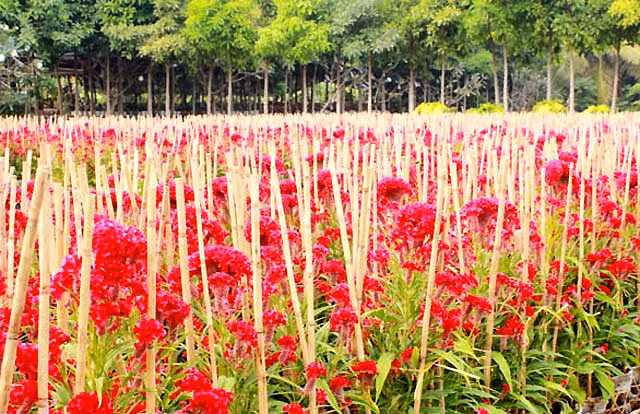 Chỉ cần đi ven quốc lộ 50, bạn đã thấy ngập tràn cảm xúc bởi những luống hoa bạt ngàn, sắc màu lộng lẫy, nào mào gà, vạn thọ, cúc mâm xôi...