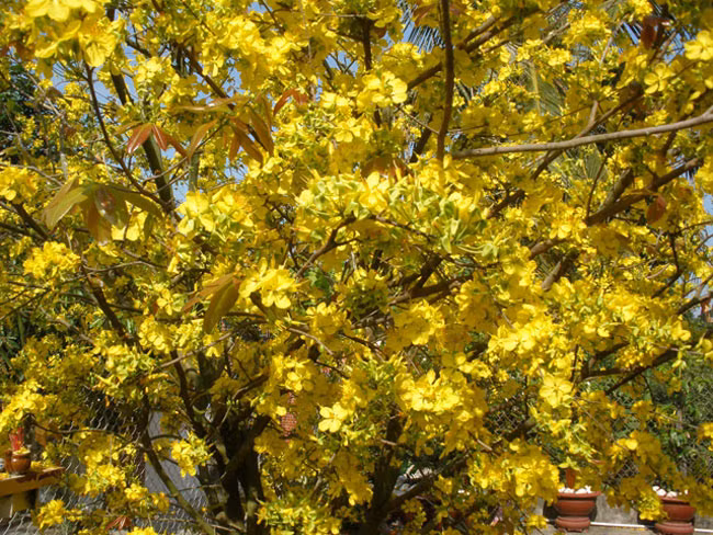 Nếu yêu hoa mai vàng, bạn nhất định phải đến làng mai Phước Định, Vĩnh Long, nơi cung cấp loại hoa này nổi tiếng nhất cả nước.