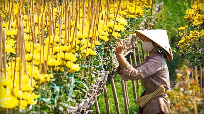 Cúc mâm xôi, đại đóa, đồng tiền, vạn thọ… sáng rực cả đất trời.