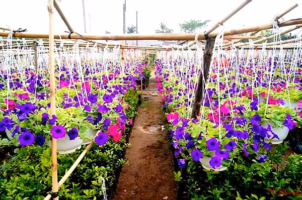 Những bông hoa tuyệt đẹp ở Mỹ Tho gợi cảm hứng cho bao du khách mỗi dịp xuân về.