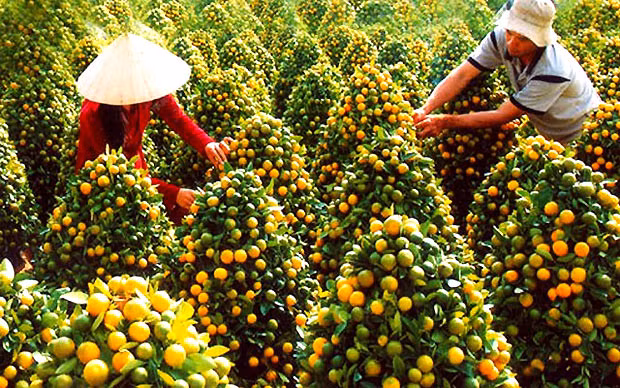 Làng hoa - cây cảnh Chợ Lách - Cái Mơn (Bến Tre) được mệnh danh là “Vương quốc hoa kiểng - cây ăn trái”.