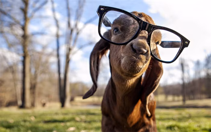 Anh ba dao ve loai de khien dan mang sac cuoi (2)-Hinh-7