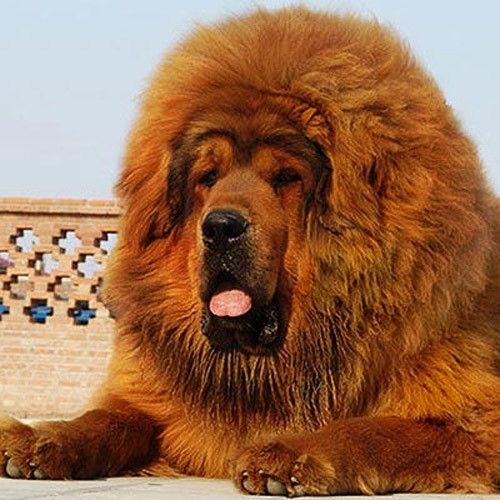 Là thú cưng của nhiều đại gia nhưng đồng thời Ngao Tạng cũng là nỗi khiếp sợ của nhiều người bởi bản tính hung dữ của chúng. Đã có những vụ chó ngao Tây Tạng cắn chết người, hoặc thậm chí từng có con Ngao Tạng hạ sát tổng cộng 37 con sói.