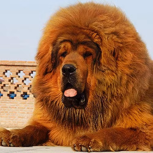 Là thú cưng của nhiều đại gia nhưng đồng thời Ngao Tạng cũng là nỗi khiếp sợ của nhiều người bởi bản tính hung dữ của chúng. Đã có những vụ chó ngao Tây Tạng cắn chết người, hoặc thậm chí từng có con Ngao Tạng hạ sát tổng cộng 37 con sói.