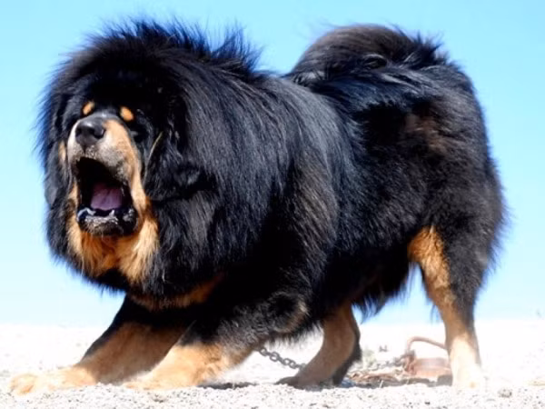 Càng về sau này, số tiền để mua một chú chó ngao Tây Tạng càng đắt. Có một cách ví von thế này: Tiền mua 1 con Ngao Tạng "đẳng cấp" tương đương một chiếc xe hơi hạng sang, hoặc một căn biệt thự VIP, hoặc chuyến du lịch đủ khắp năm châu. Nghĩa là, để sở hữu ngao Tạng, bạn phải là người siêu giàu.