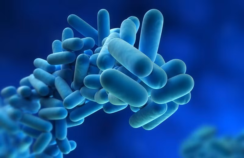 Bệnh Legionnaires: Đây là một dạng viêm phổi do Legionella gây ra. Vi khuẩn này có trong các môi trường nước ngọt tự nhiên như ao, hồ, suối,... Người bệnh nhiễm khuẩn khi hít phải hơi nước có chứa vi khuẩn này.