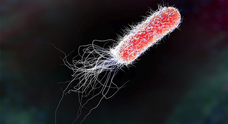 Nhiễm khuẩn E.coli: Khuẩn E.coli là một loại vi khuẩn sống trong ruột người và động vật. Vi khuẩn này lây nhiễm qua thức ăn kém vệ sinh và nước ô nhiễm. Người nhiễm E.coli có thể bị đau bụng, tiêu chảy, nôn mửa và sốt./.