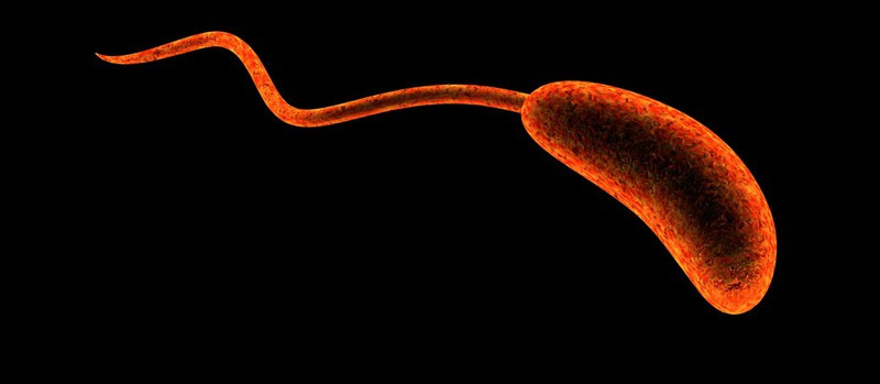 Bệnh tả: Bệnh tả do Vibrio Cholerae gây ra. Bệnh này hiện vẫn phổ biến ở các nước có hệ thống xử lí nước thải chưa phát triển. Bệnh tả gây tiêu chảy, mất nước, chuột rút cơ, tim đập nhanh, huyết áp thấp, da mất đàn hồi và cảm giác khát khô cổ họng.